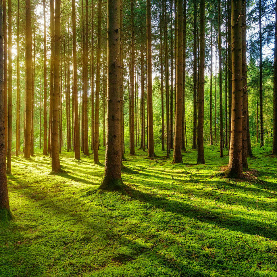 Stakeholder Engagement