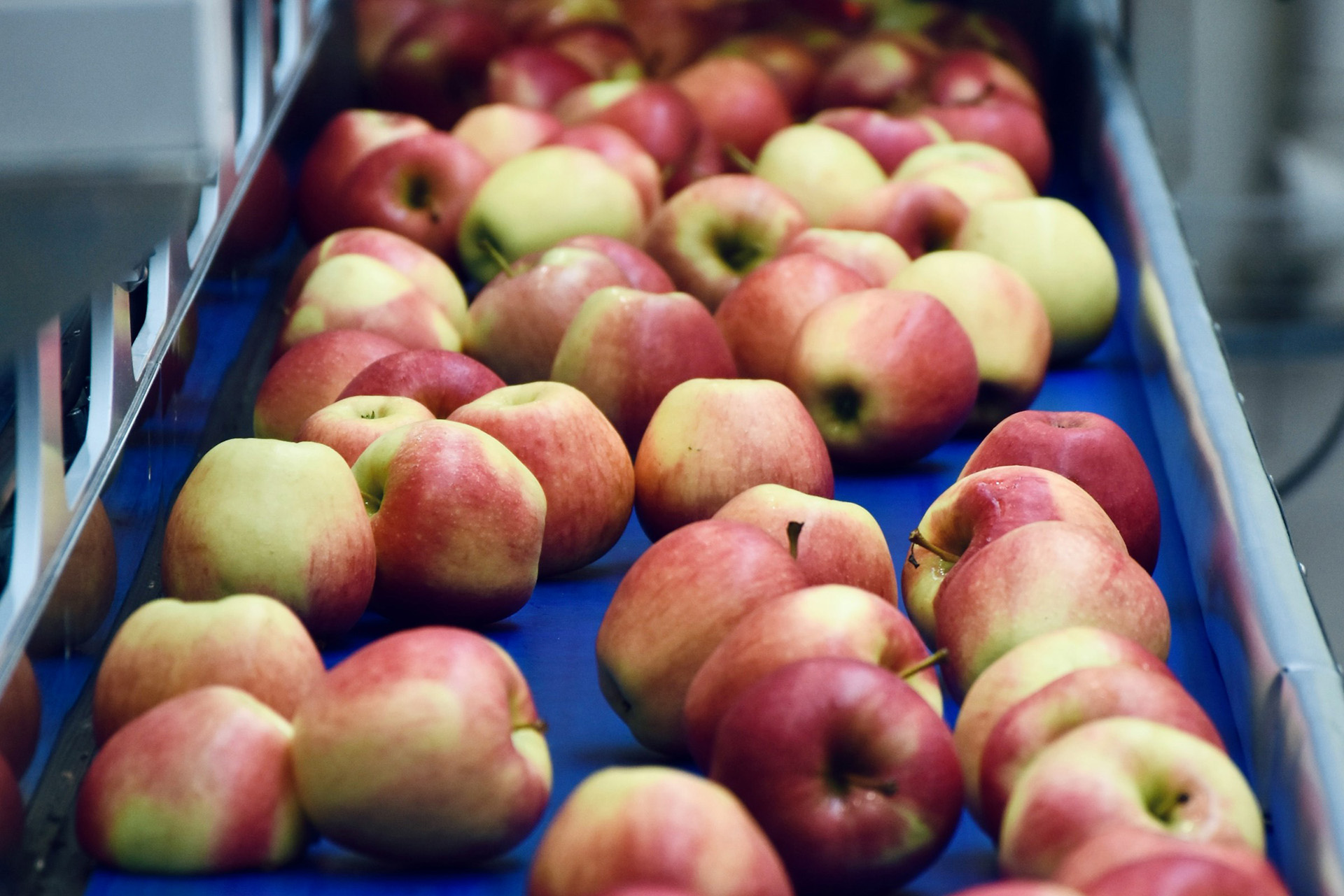 Food & Beverage Processing